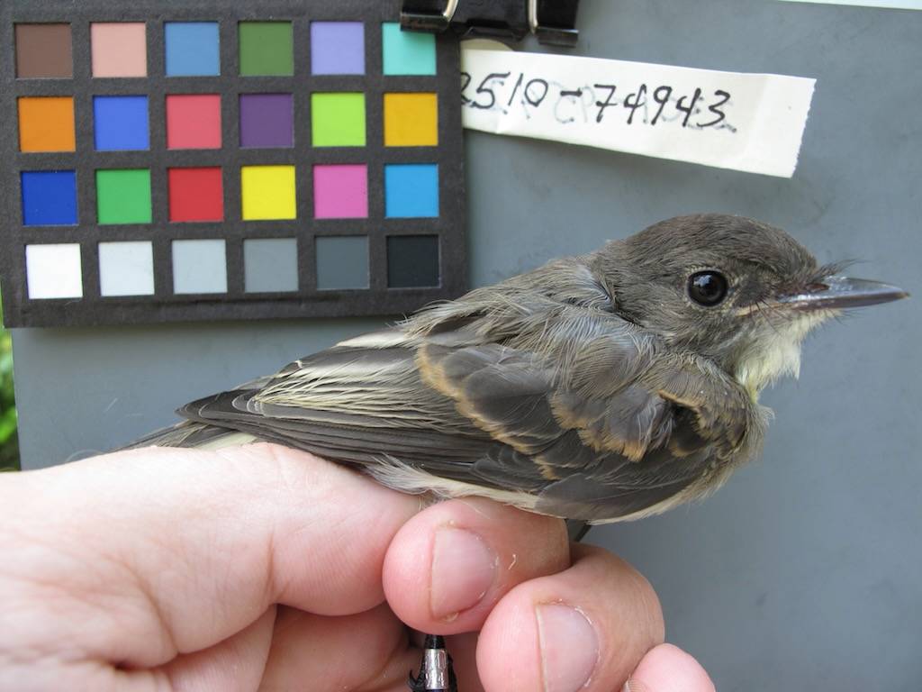 Eastern Phoebe (Sayornis phoebe) by hermmays is licensed under CC BY-NC-ND 2.0.